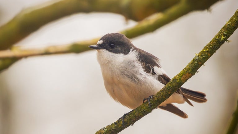 Pied flycatcher sitting on a branch at Brimham Rocks